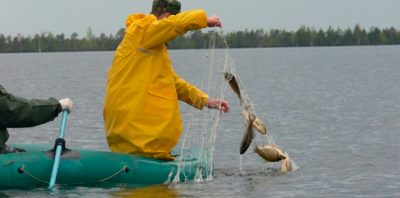 Браконьеры и ловля рыбы сетями
