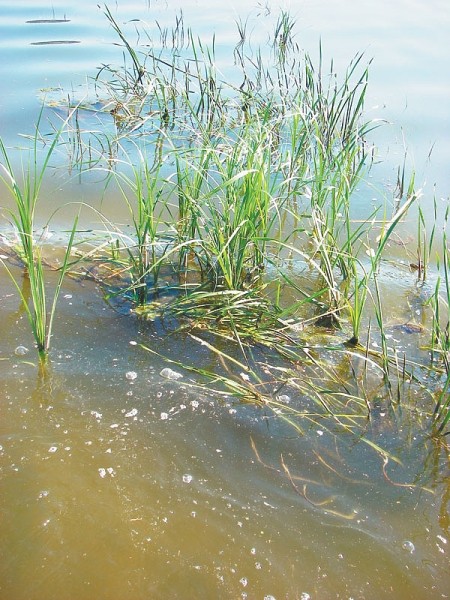 На личинку в предзимье На личинку в предзимье